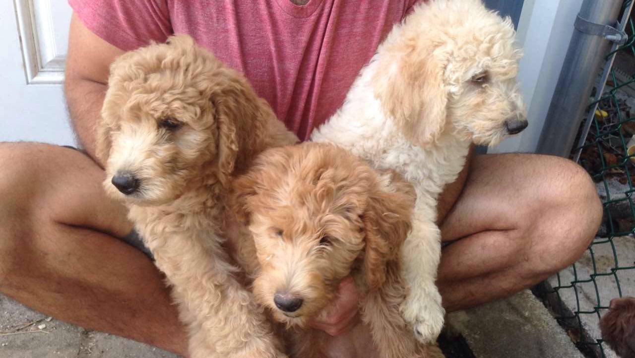 Lab and Labradoodle dogs from our Labradoodle breeders in Florida