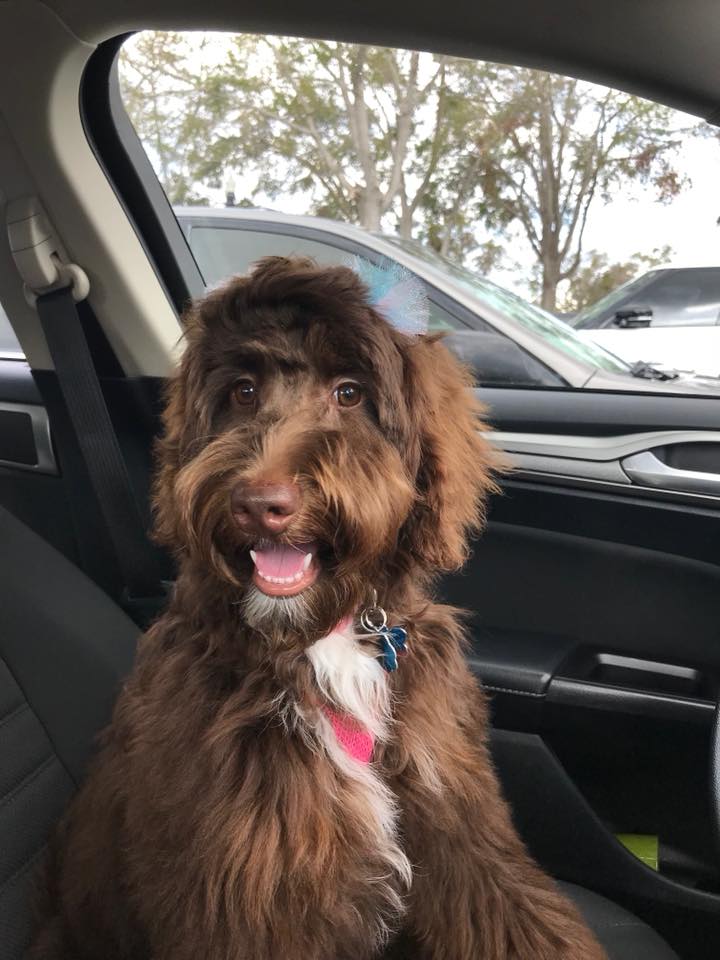 Miss Avery on a car ride.