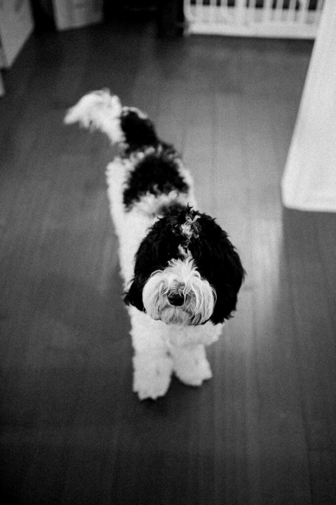 Lexi K. posing for a pawfect black and white.