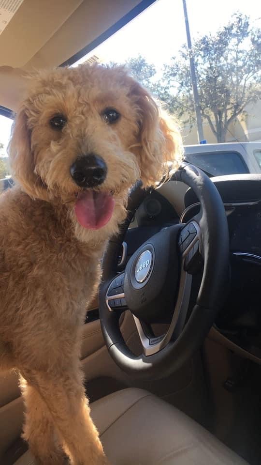 Rosie S. practicing for her drivers license!